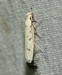 Glyphidocera lactiflosella