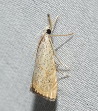 Haimbachia placidellus