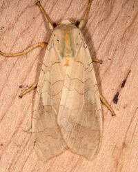 Halysidota tessellaris