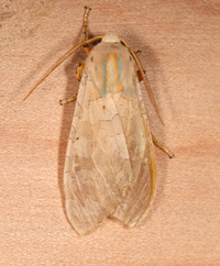 Halysidota tessellaris