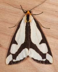 Haploa lecontei
