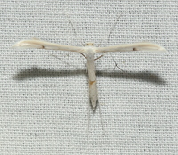 Hellinsia unidentified species