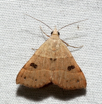 Hemeroplanis habitalis