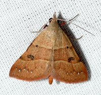Hemeroplanis habitalis