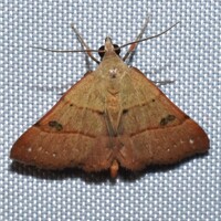Hemeroplanis habitalis