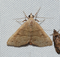Hemeroplanis habitalis
