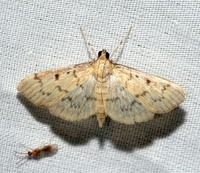 Herpetogramma fluctuosalis