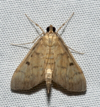 Herpetogramma fluctuosalis
