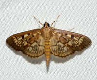 Herpetogramma thestealis