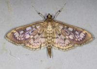 Herpetogramma thestealis