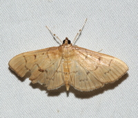 Herpetogramma theseusalis