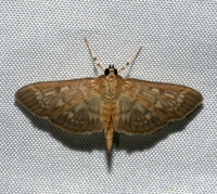 Herpetogramma thestealis