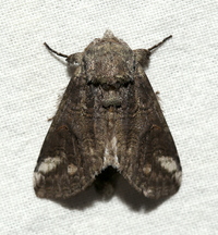 Heterocampa obliqua