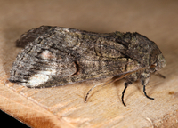Heterocampa obliqua