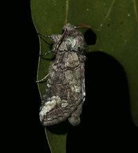 Heterocampa obliqua