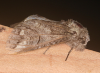 Heterocampa obliqua