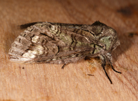 Heterocampa varia