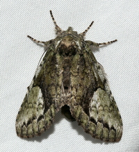 Heterocampa umbrata