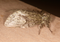 Heterocampa umbrata
