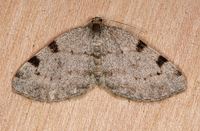 Heterophleps refusaria