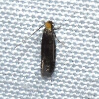 Homosetia unidentified species