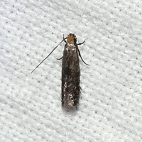 Homosetia unidentified species