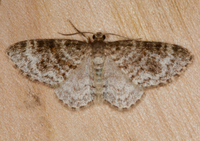 Hydrelia inornata