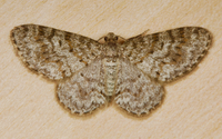 Hydrelia inornata