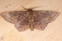 Hypagyrtis brendae