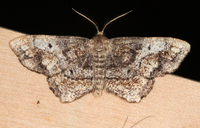 Hypagyrtis unipunctata