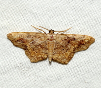 Hypagyrtis unipunctata