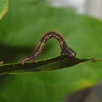 Hypagyrtis unipunctata