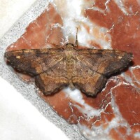 Hypagyrtis unipunctata