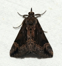 Hypena baltimoralis