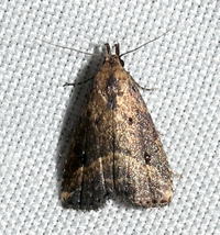 Hypenopsis calusa