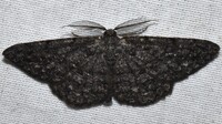 Hypomecis umbrosaria
