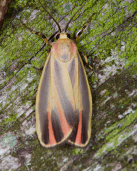 Hypoprepia fucosa