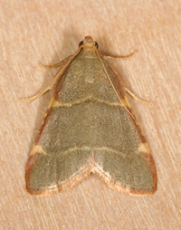 Hypsopygia binodulalis