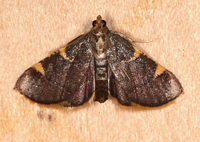 Hypsopygia olinalis