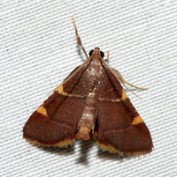 Hypsopygia olinalis