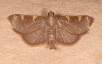 Hypsopygia olinalis