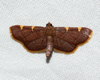 Hypsopygia olinalis