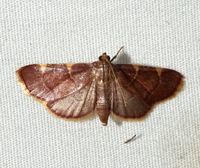 Hypsopygia olinalis