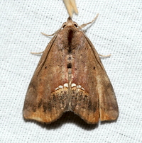 Hypsoropha hormos