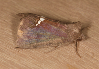 Hypsoropha hormos