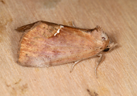 Hypsoropha hormos