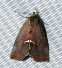 Hypsoropha hormos