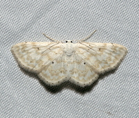 Idaea obfusaria
