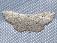 Idaea ostentaria