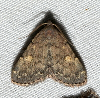 Idia aemula